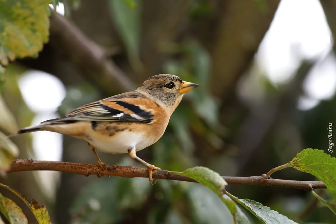 Les oiseaux hivernants des weppes